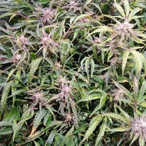 Jack 47 XL Auto growlog timeline photo