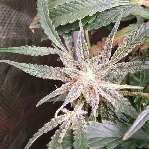 Jack 47 XL Auto growlog timeline photo