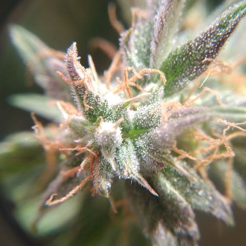 Jack 47 XL Auto growlog timeline photo