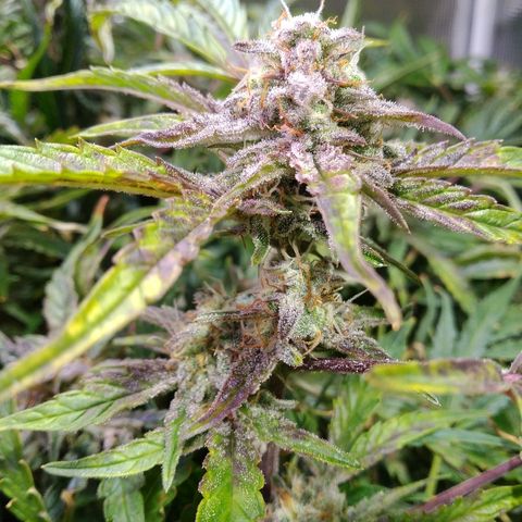 Jack 47 XL Auto growlog timeline photo