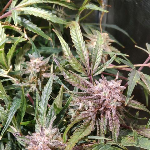 Jack 47 XL Auto growlog timeline photo