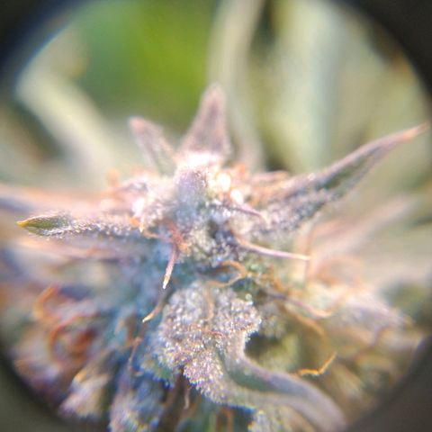 Jack 47 XL Auto growlog timeline photo