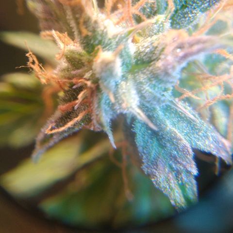 Jack 47 XL Auto growlog timeline photo