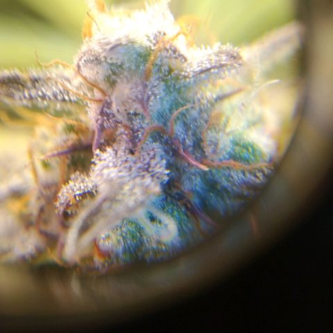 Jack 47 XL Auto growlog timeline photo