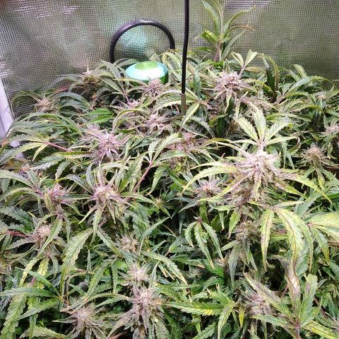 Jack 47 XL Auto growlog timeline photo