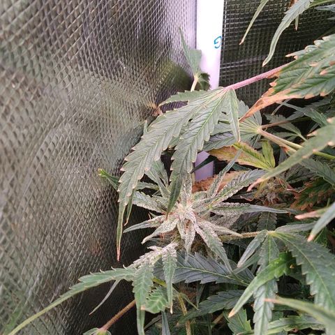 Jack 47 XL Auto growlog timeline photo