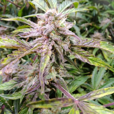 Jack 47 XL Auto growlog timeline photo