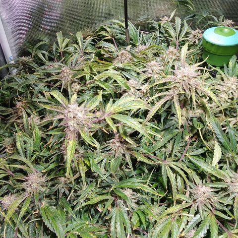 Jack 47 XL Auto growlog timeline photo