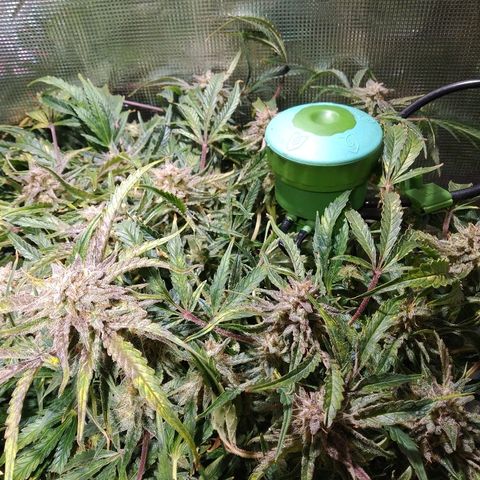 Jack 47 XL Auto growlog timeline photo