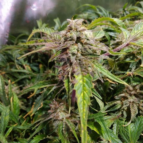 Jack 47 XL Auto growlog timeline photo