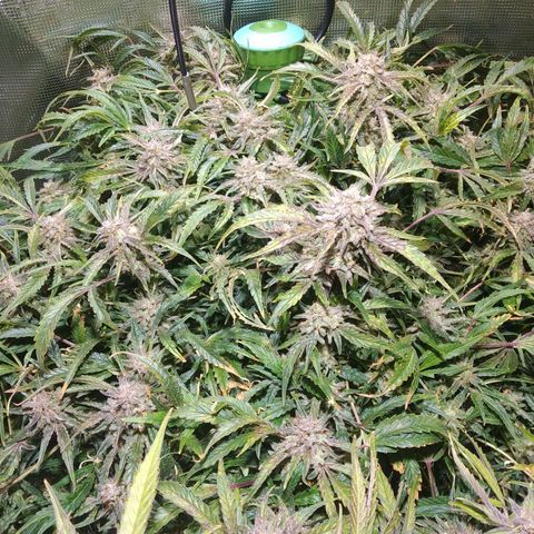 Jack 47 XL Auto growlog timeline photo