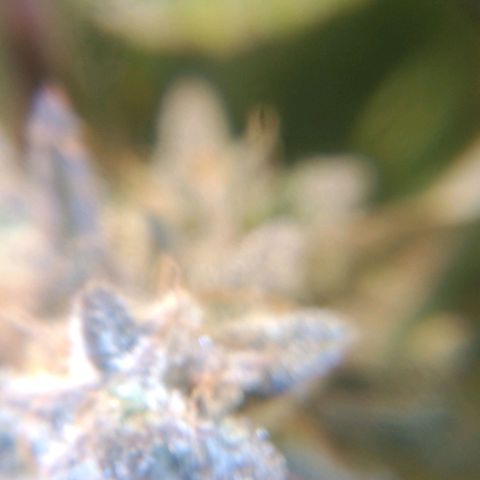 Jack 47 XL Auto growlog timeline photo