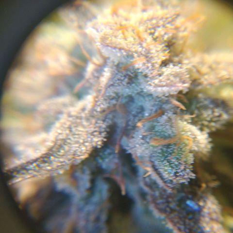 Jack 47 XL Auto growlog timeline photo