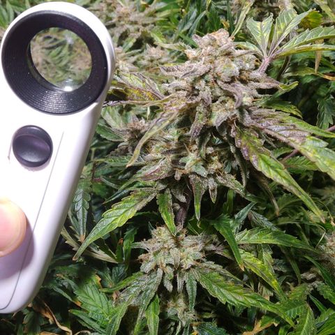 Jack 47 XL Auto growlog timeline photo