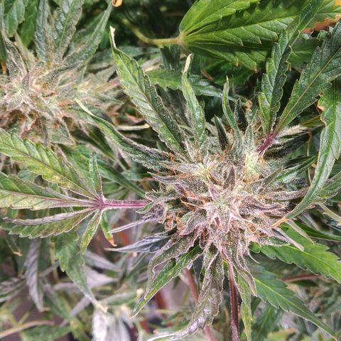 Jack 47 XL Auto growlog timeline photo
