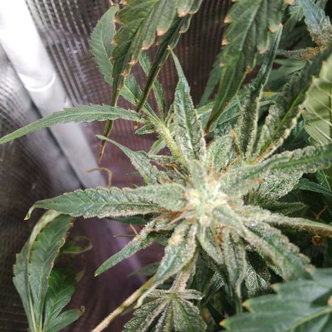 Jack 47 XL Auto growlog timeline photo