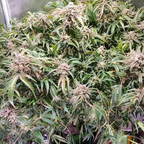 Jack 47 XL Auto growlog timeline photo