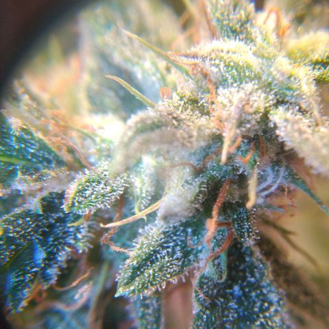 Jack 47 XL Auto growlog timeline photo