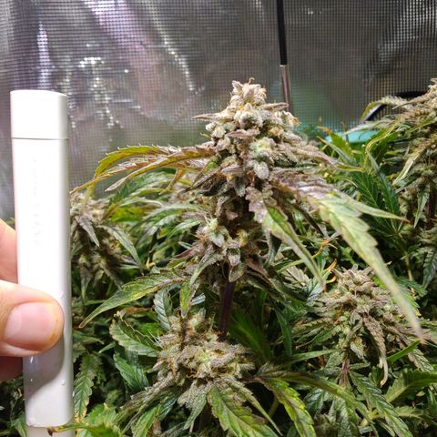 Jack 47 XL Auto growlog timeline photo