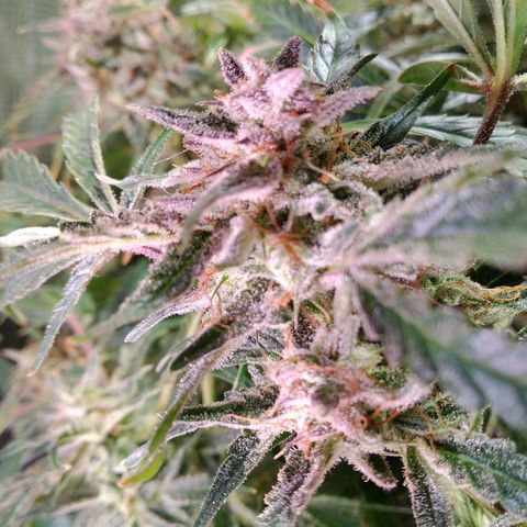 Jack 47 XL Auto growlog timeline photo