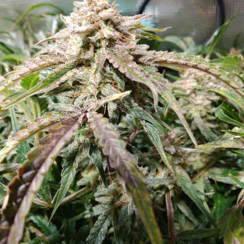 Jack 47 XL Auto growlog timeline photo