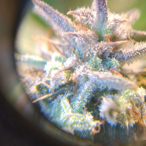 Jack 47 XL Auto growlog timeline photo
