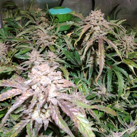 Jack 47 XL Auto growlog timeline photo
