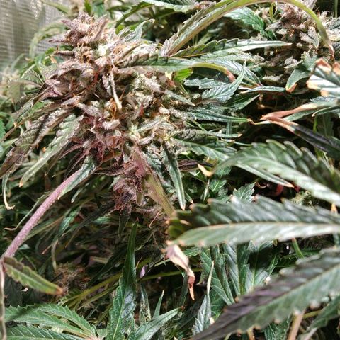 Jack 47 XL Auto growlog timeline photo