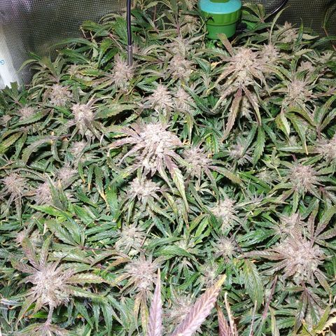Jack 47 XL Auto growlog timeline photo