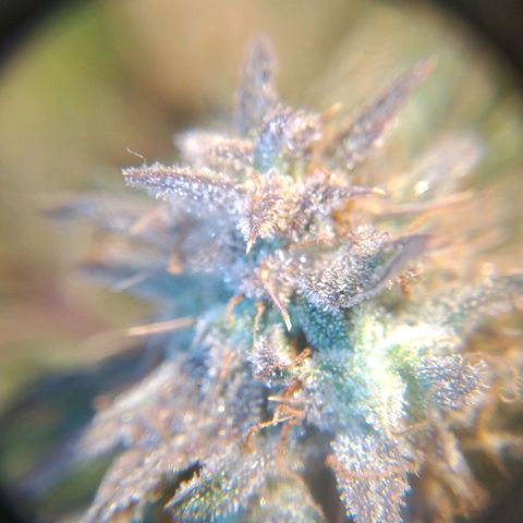 Jack 47 XL Auto growlog timeline photo