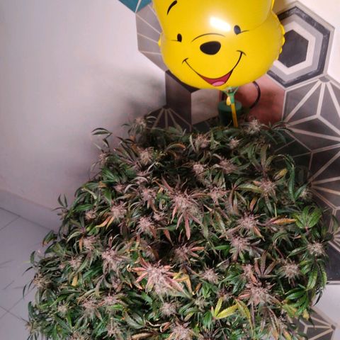 Jack 47 XL Auto growlog photo: Happy harvest