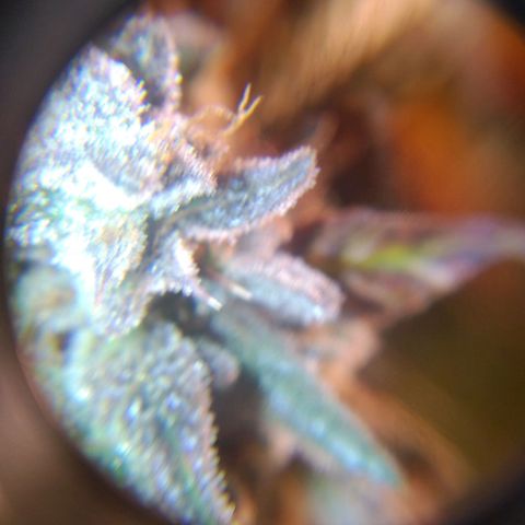 Jack 47 XL Auto growlog photo: Happy harvest