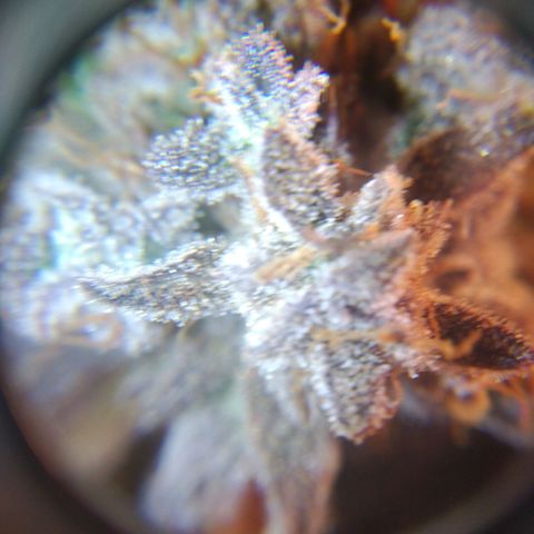 Jack 47 XL Auto growlog photo: Happy harvest