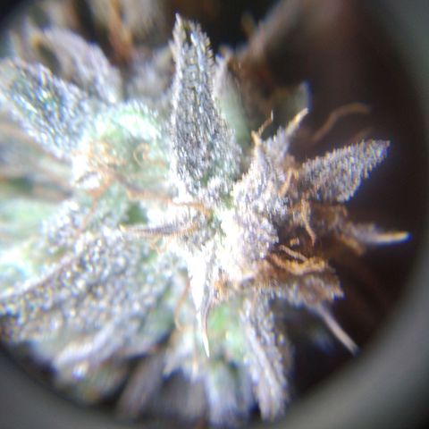Jack 47 XL Auto growlog photo: Happy harvest