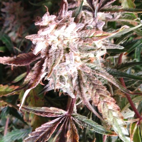 Jack 47 XL Auto growlog photo: Happy harvest
