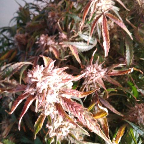 Jack 47 XL Auto growlog photo: Happy harvest