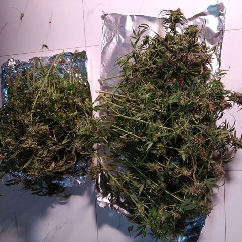 Jack 47 XL Auto growlog photo: Один куст 