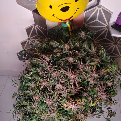 Jack 47 XL Auto growlog photo: Happy harvest