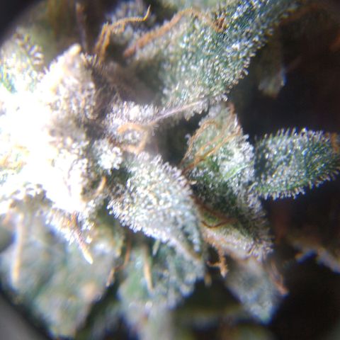 Jack 47 XL Auto growlog photo: Happy harvest