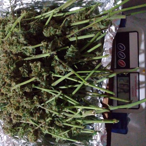 Jack 47 XL Auto growlog photo: 292 манекюреных шиш 
42 попкорна 