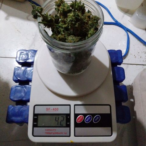 Jack 47 XL Auto growlog photo: 292 манекюреных шиш 
42 попкорна 