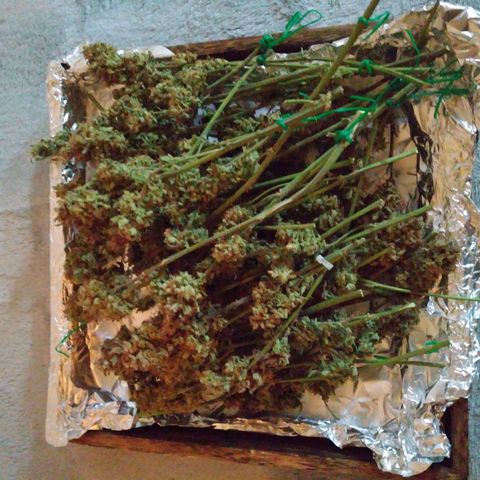 Jack 47 XL Auto growlog timeline photo