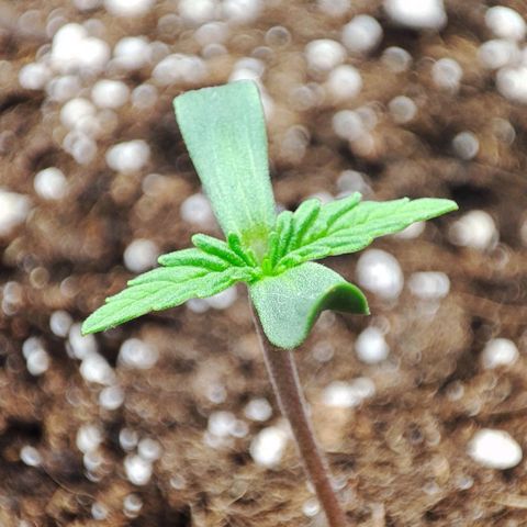 Auto Kali's Mistery growlog timeline photo