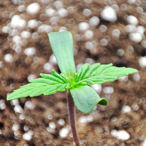 Auto Kali's Mistery growlog timeline photo