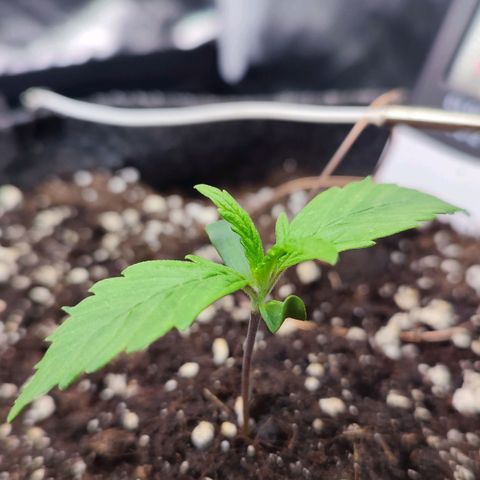 Auto Kali's Mistery growlog photo: Очень долго