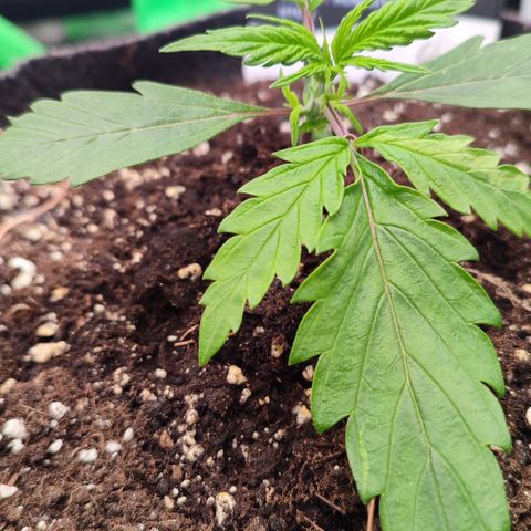 Auto Kali's Mistery growlog photo: lst start