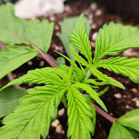 Auto Kali's Mistery growlog timeline photo