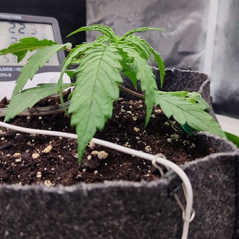 Auto Kali's Mistery growlog timeline photo