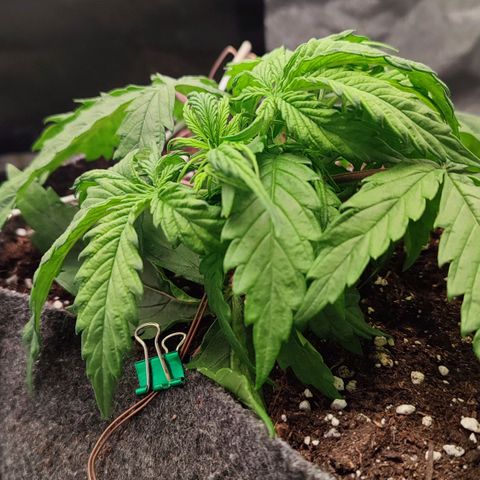 Auto Kali's Mistery growlog timeline photo