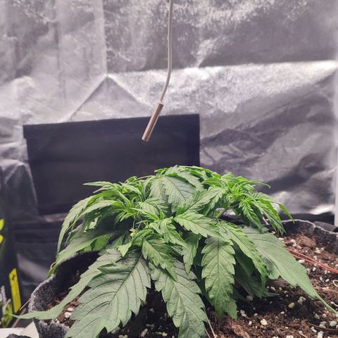 Auto Kali's Mistery growlog timeline photo